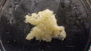 Media type: image;   Invertebrate Zoology 153120 Description: live specimen;
